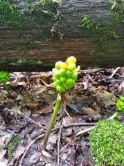Eastern Arum (Arum orientale)