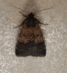 Hydrillodes funestalis