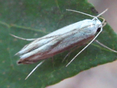 Polyhymno pontifera