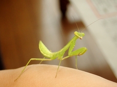 Hierodula patellifera patellifera