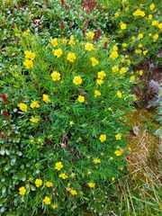 Potentilla biflora