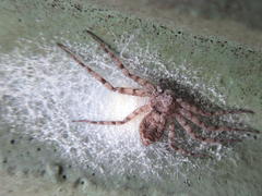 Philodromus spinitarsis