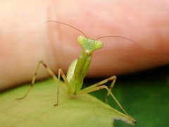 Hierodula patellifera patellifera