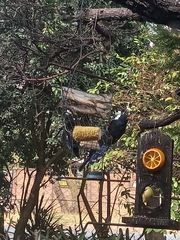 Phoeniculus purpureus