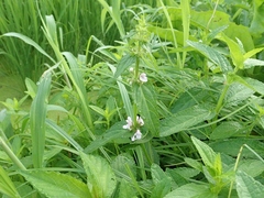 Stachys aspera hispidula