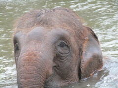 Elephas maximus sumatranus