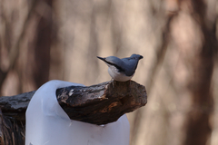 Sitta europaea europaea