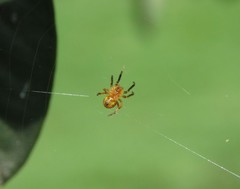 Araneus bogotensis