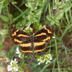 Symbrenthia niphanda