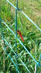 Crocothemis erythraea