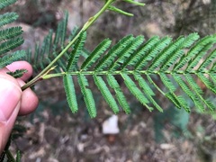 Acacia loroloba