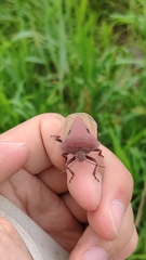 Chalcopis glandulosa