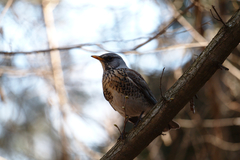 Turdus pilaris
