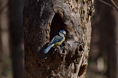 Cyanistes caeruleus