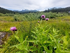 Cirsium helenioides