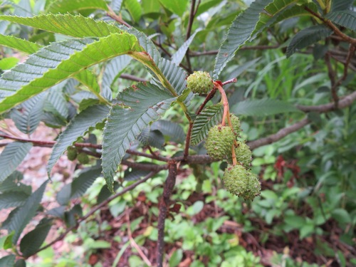 Image of Alnus pendula by (c) Marco Mussita, some rights reserved (CC BY)