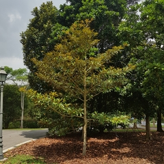 Palaquium philippense