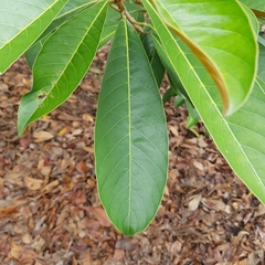 Palaquium philippense