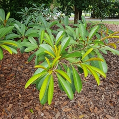 Palaquium philippense