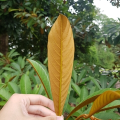 Palaquium philippense