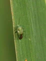 Apolygus spinolae