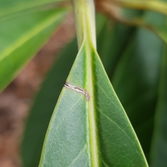Palaquium philippense
