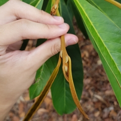 Palaquium philippense