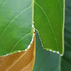 Palaquium philippense