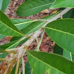 Palaquium philippense