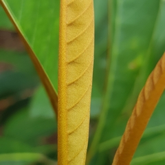 Palaquium philippense