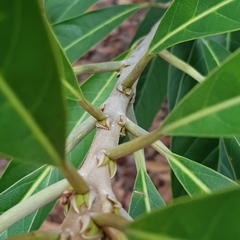 Palaquium philippense