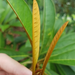 Palaquium philippense