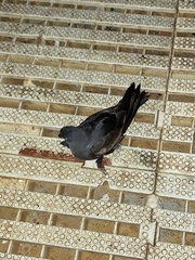 Hydrobatidae