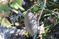 Polyzosteria oculata