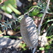 Polyzosteria oculata - Photo (c) Darcy Whittaker, algunos derechos reservados (CC BY-NC), uploaded by Darcy Whittaker