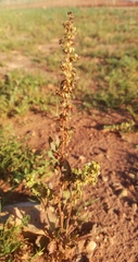Rumex dentatus