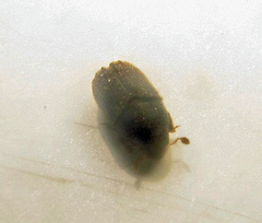 Phloeosinus aubei