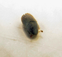 Phloeosinus aubei