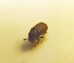 Phloeosinus aubei