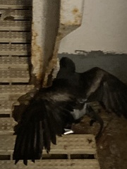 Hydrobatidae