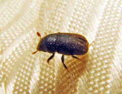 Phloeosinus aubei