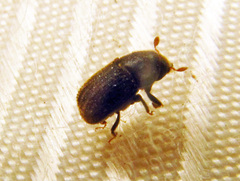 Phloeosinus aubei