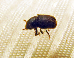 Phloeosinus aubei
