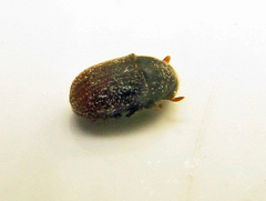 Phloeosinus aubei