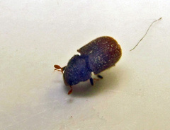 Phloeosinus aubei