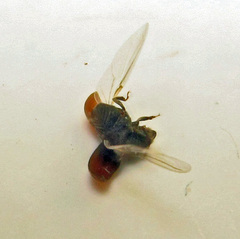 Phloeosinus aubei