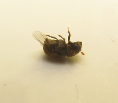 Phloeosinus aubei