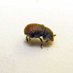 Phloeosinus aubei