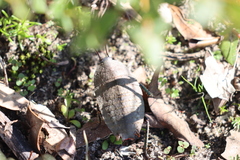 Polyzosteria oculata