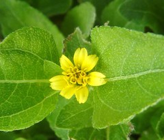 Calyptocarpus vialis